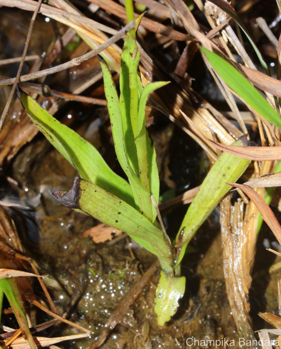 Peristylus densus (Lindl.) Santapau & Kapadia